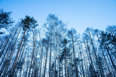 Low angle view of bamboo trees in forest