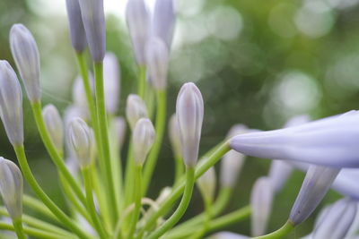 Close-up of white flowering plant