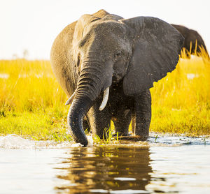 Elephants drinking water