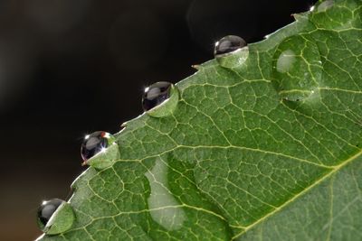 Close-up of insect on leaf