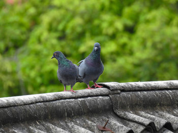 The domestic pigeon.