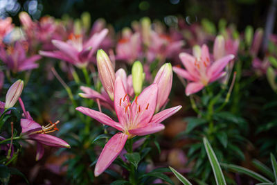 Close-up of pink flowering plants