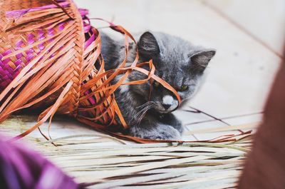 Close-up of a cat