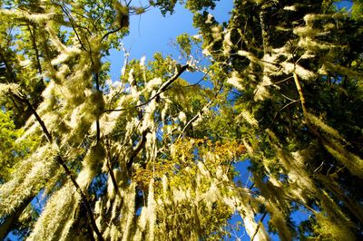 Low angle view of trees against clear sky