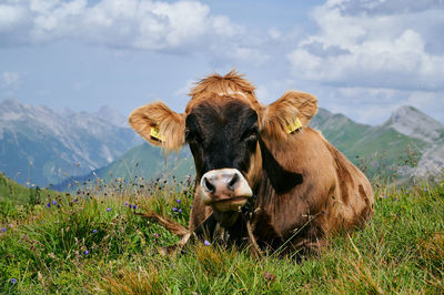 Cow in a field