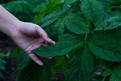 Close-up of hand holding leaves