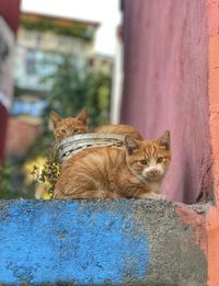 Portrait of a cat