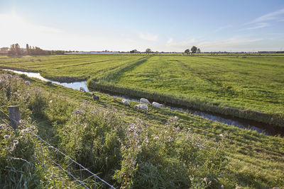 Scenic view of farm field against sky