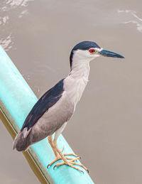 Close-up of bird perching on blue wall