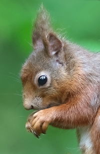 animal