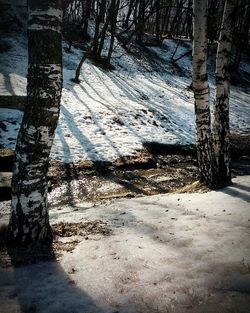 Trees in forest