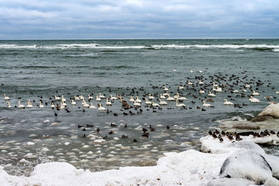 Waterfowl in winter. birds on the sea in winter. swans and gulls in the sea in winter.