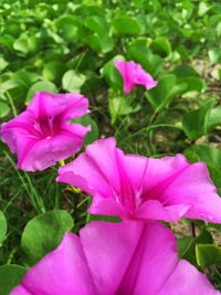 Close-up of pink cosmos blooming outdoors