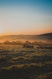 Scenic view of field against sky during sunset