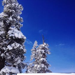Low angle view of tree against blue sky