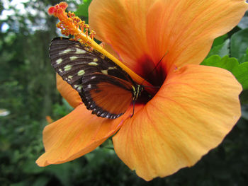Close-up of orange flower