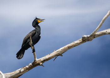 Low angle view of bird perching on branch