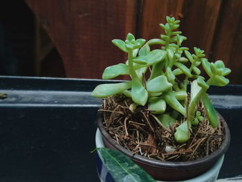 Close-up of potted plant