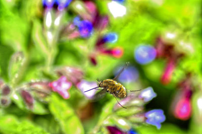 Close-up of bee pollinating on purple flower