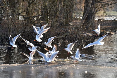 Birds flying over lake