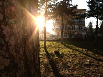 Sun shining through trees