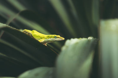 Close-up of frog on leaf