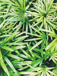 Full frame shot of green leaves