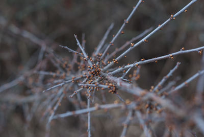 Close-up of snow on twig