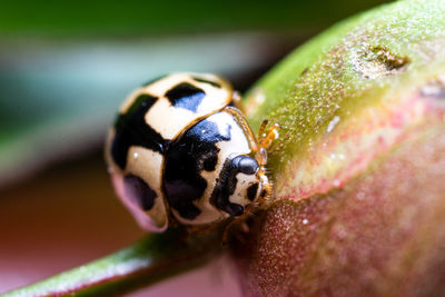 Close-up of ladybug on leaf