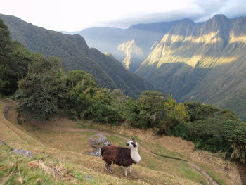 Side view of llama on landscape against mountain range