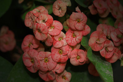 Close-up of pink flowering plants