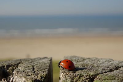 Close-up of ladybug on a land