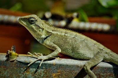 Close-up of lizard