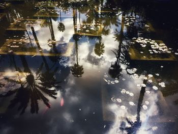 Reflection of trees in puddle