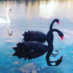 Swans swimming on lake