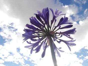 Low angle view of flowering plant against sky