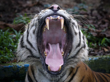 Close-up of an animal head