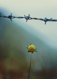 Close-up of wilted plant