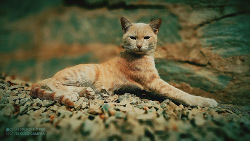 Close-up of a cat looking away