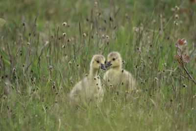Two goslings in long grass