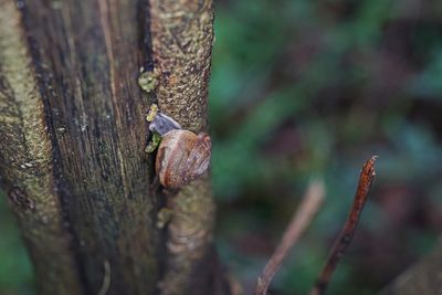 Close-up of snail on tree trunk