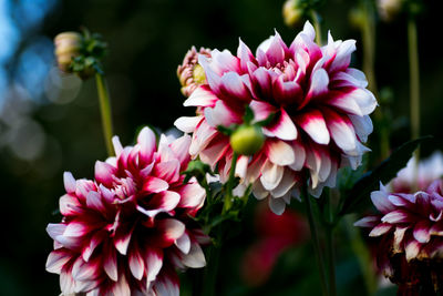 Close-up of pink flowers blooming outdoors