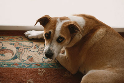 A sad dog lies on the carpet and looks at the camera.