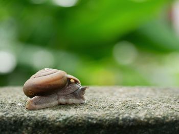 Close-up of snail on wood