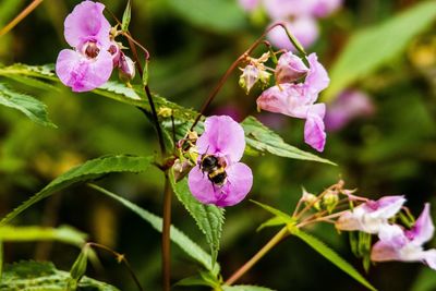 Close-up of insect on pink flowering plant