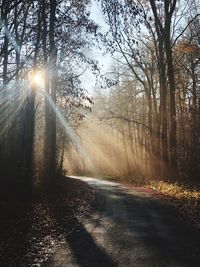 Sunlight streaming through trees in forest