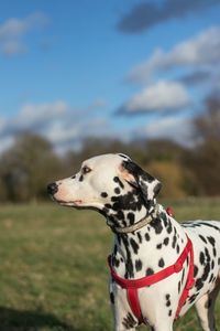 Close-up of dog on field against sky