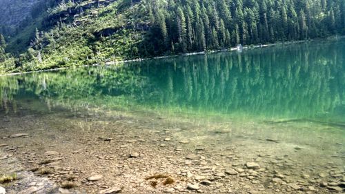 Reflection of trees in water