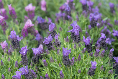 Close-up of purple flowering plants on field