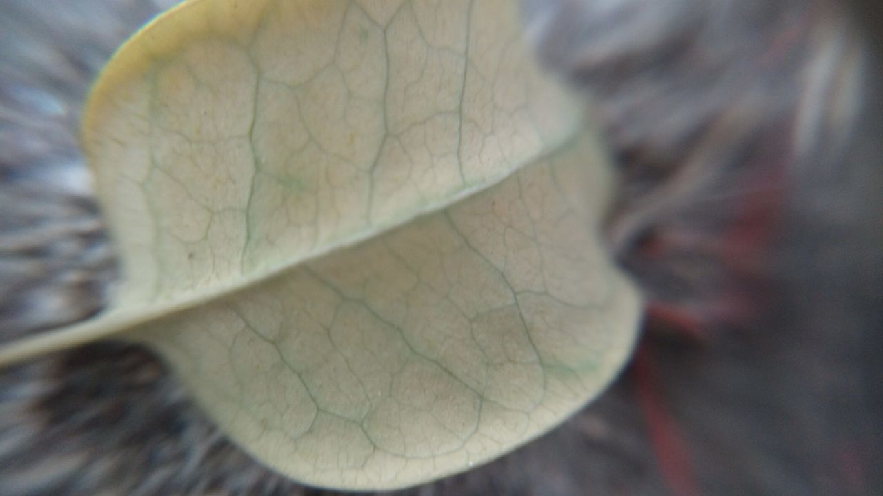 CLOSE-UP OF LEAF ON FLOOR